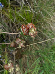 Anthyllis vulneraria pulchella