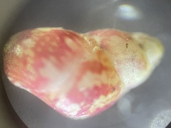 Eulithidium