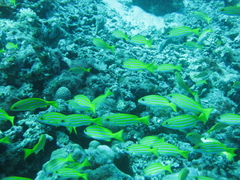Lutjanus bengalensis