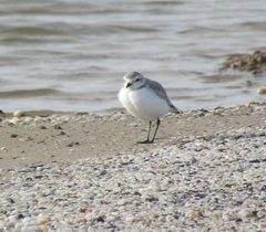 Charadrius pallidus