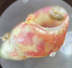 Eulithidium