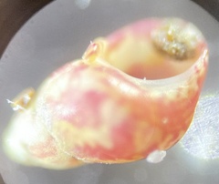 Eulithidium