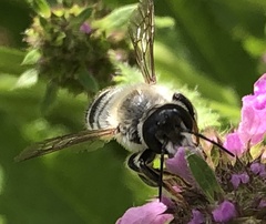 Megachile
