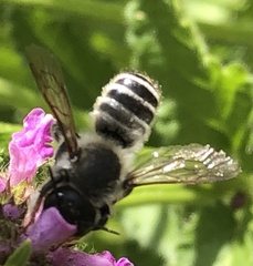 Megachile