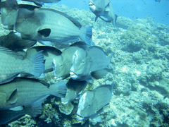 Bumphead Parrotfish