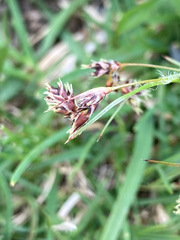 Luzula spicata