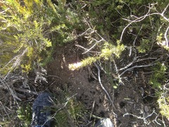 Phylica parviflora
