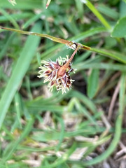 Luzula spicata