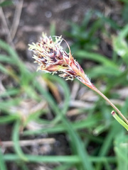 Luzula spicata