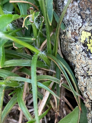 Luzula spicata