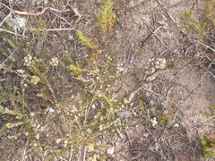 Phylica parviflora