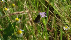 Satyrium ilicis