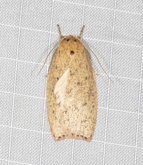 Euchaetis cryptorrhoda