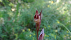 Bilamellaria