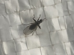 Diptera