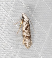 Oxythecta hieroglyphica