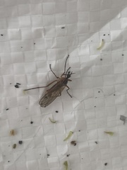 Diptera