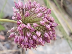 Image of Allium ebusitanum