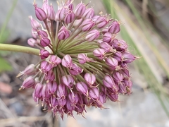 Allium ebusitanum image