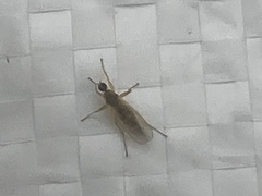 Diptera