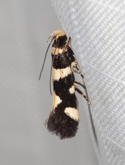 Macrobathra sarcoleuca