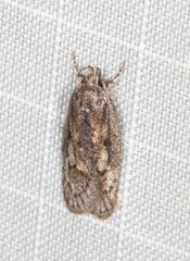 Acantholena siccella