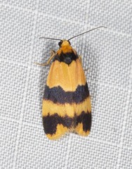 Stenoscaptia venusta