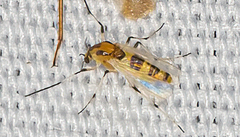 Cricotopus sylvestris