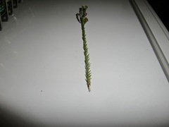 Phylica parviflora
