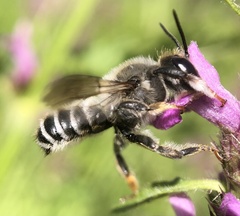Megachile