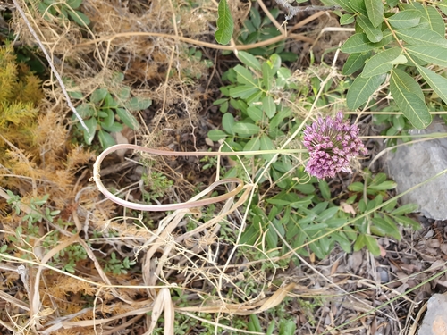 Allium ebusitanum image