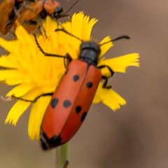 Mylabris quadripunctata