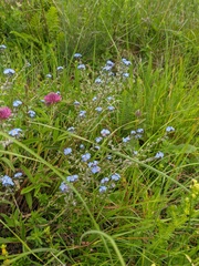 Myosotis lithospermifolia