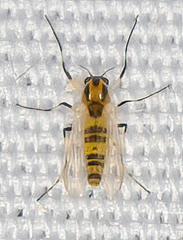 Cricotopus sylvestris