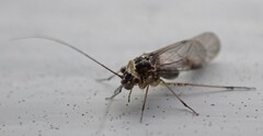 Mesopsocus immunis