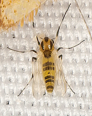 Cricotopus sylvestris