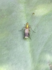 Poecilobothrus nobilitatus