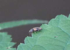 Horistonotus curiatus