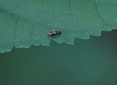 Horistonotus curiatus