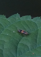 Horistonotus curiatus