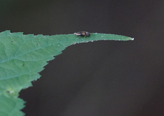 Horistonotus curiatus