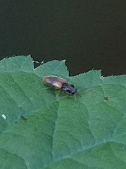 Horistonotus curiatus