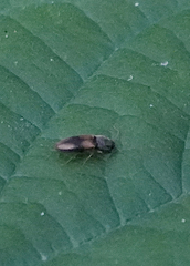 Horistonotus curiatus