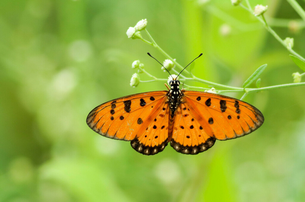 Tawny Coster