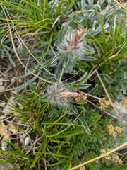 Convolvulus calvertii