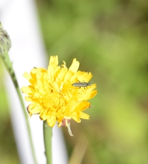 Oedemera