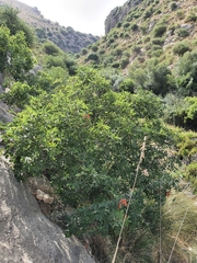 Pistacia terebinthus