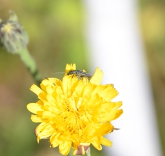 Oedemera