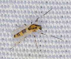 Cricotopus sylvestris