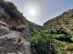 Pistacia terebinthus